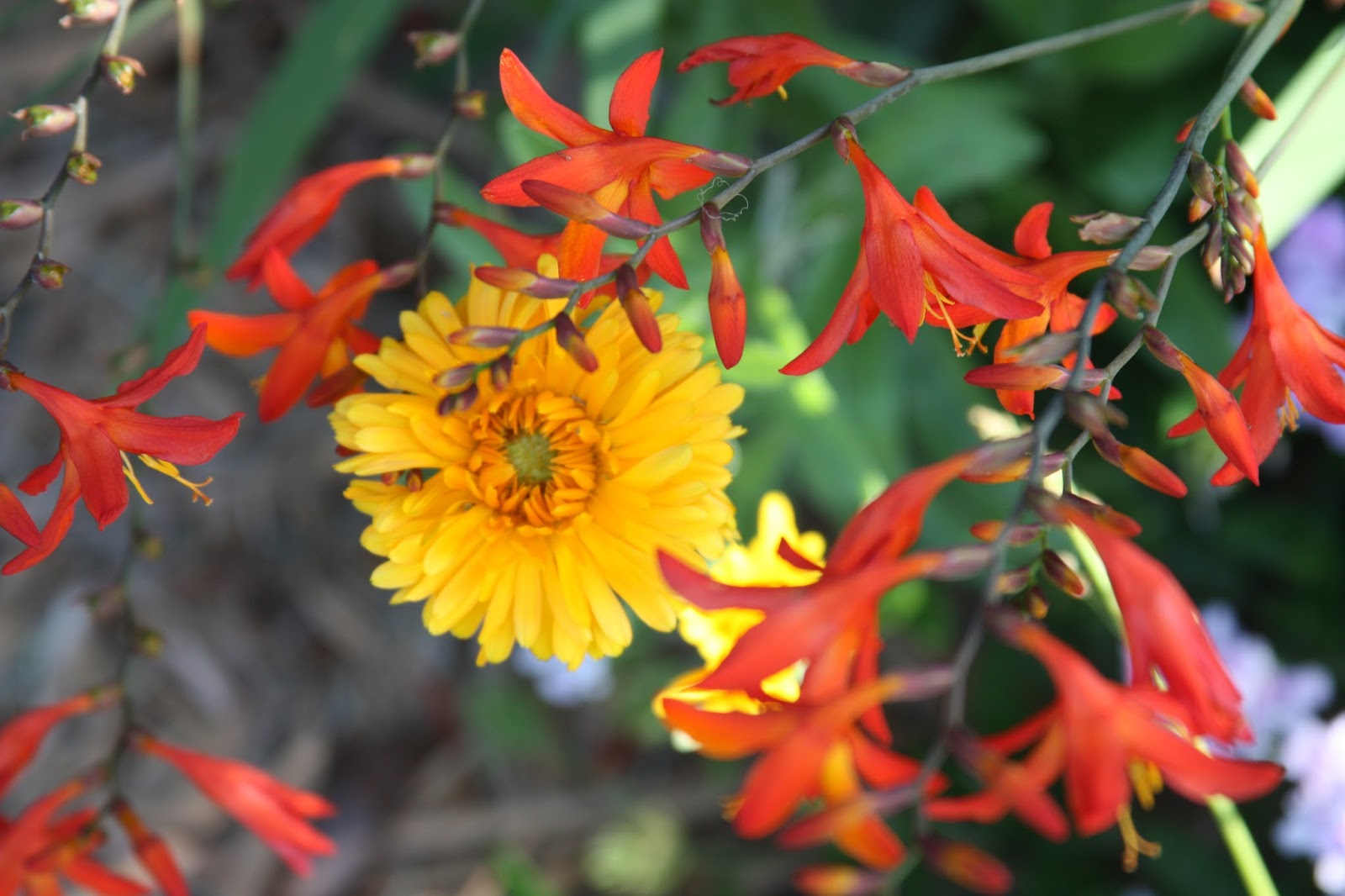 Lindaraxa Hydrangeas The Stars Of Summer