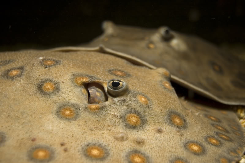 Fish addict...: Freshwater stingray facts: Different chromosome number ... Biology Diagrams