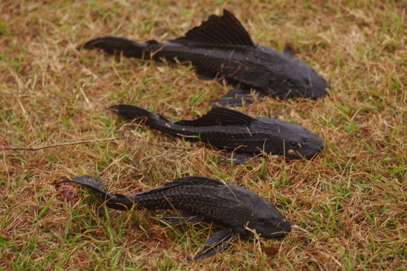 Mother Earth Jay Blanchard Park