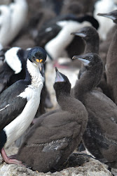 Imperial cormorants