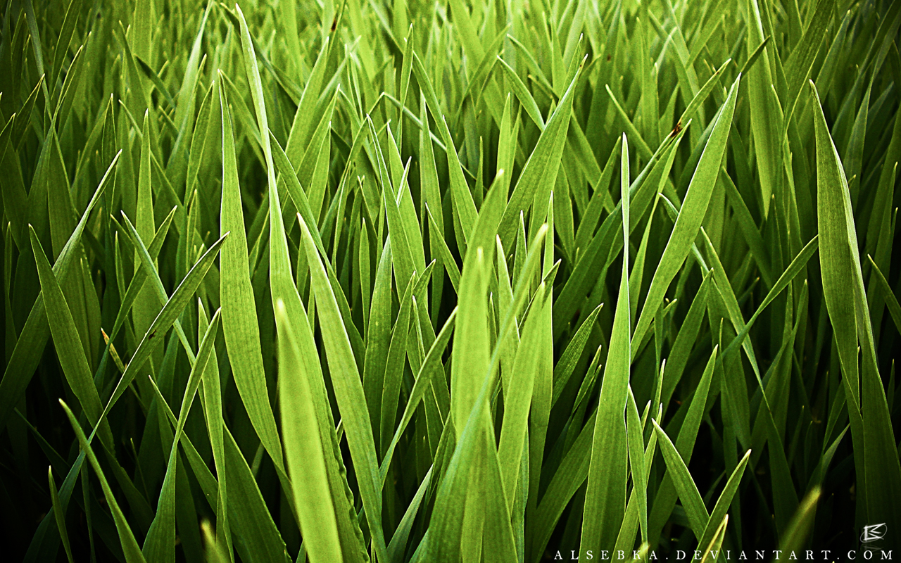 Cartoon Grass Field Cartoon Grass Field