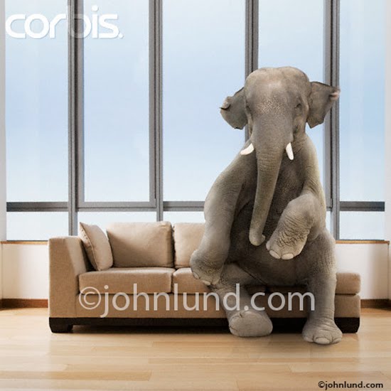 There S An Elephant In The Room Meaning There S An Elephant In The Room Meaning