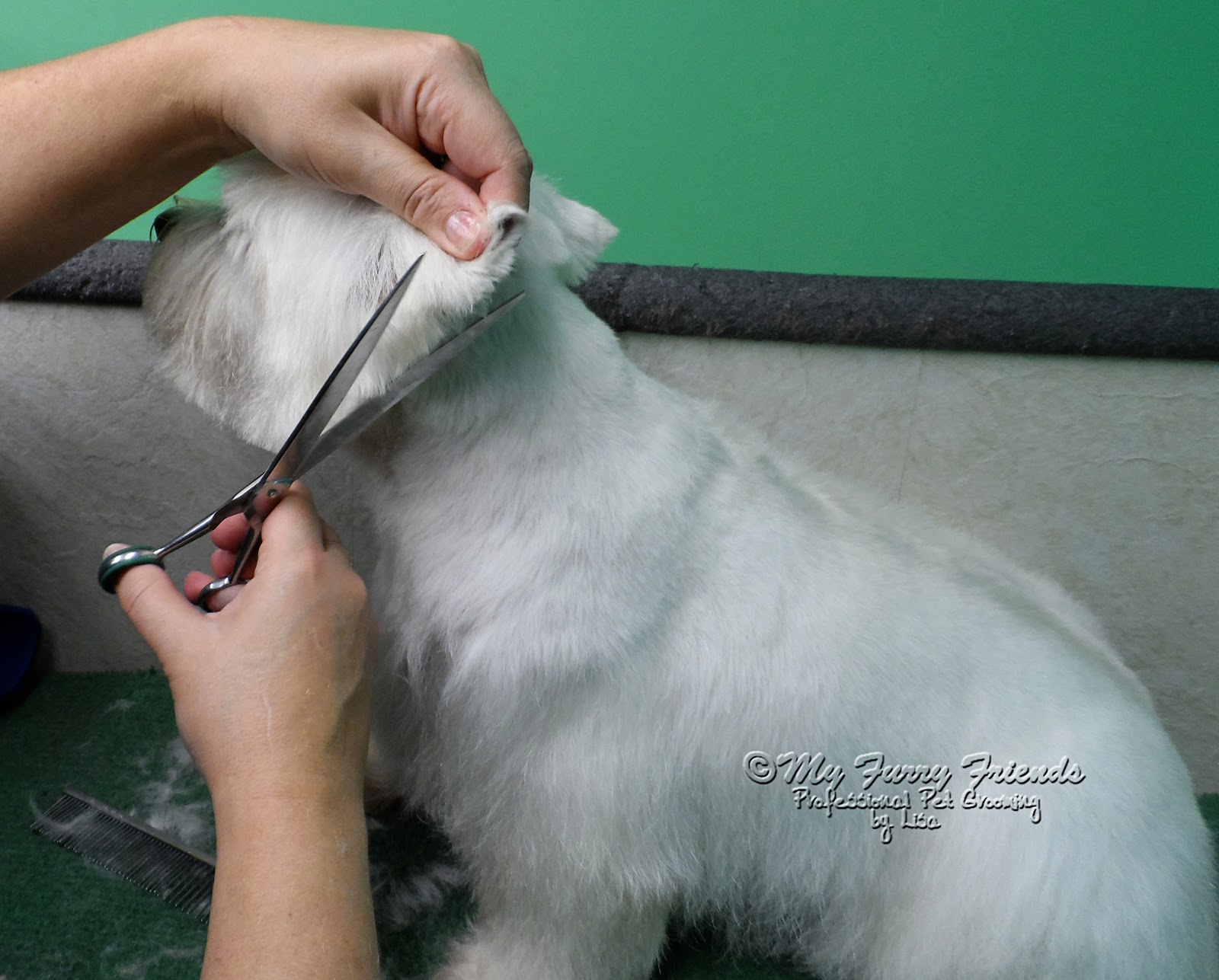 Dog Groomer Cut Dog S Ear Dog Groomer Cut Dog S Ear