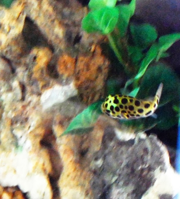 Pooka Monster: February 2014