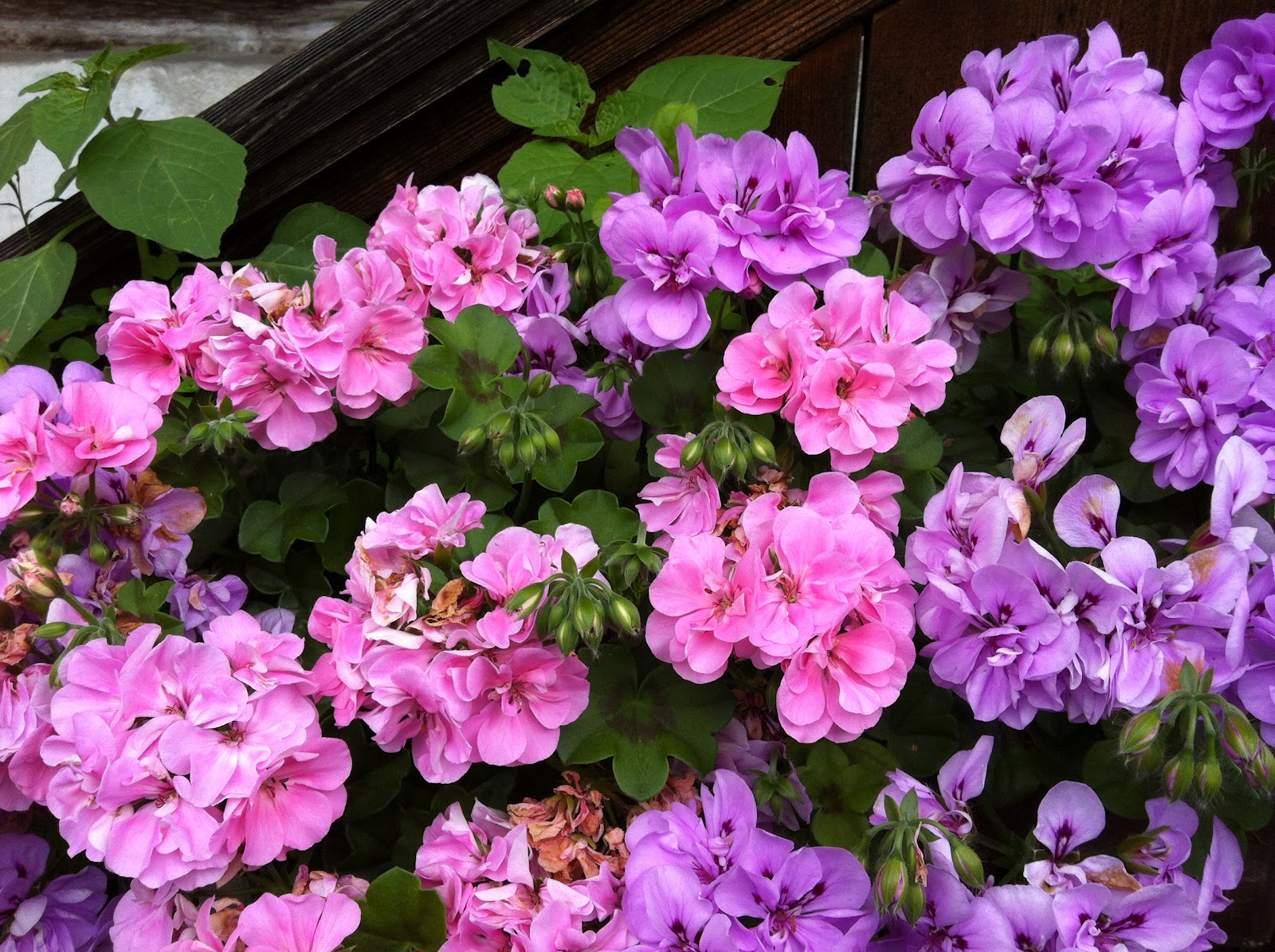 It All Appeals to Me FLOWERS in Europe