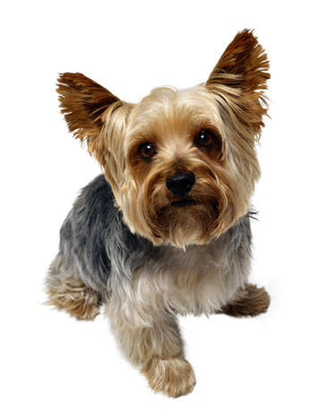 Dog Van For Sale Yorkshire Dog Van For Sale Yorkshire