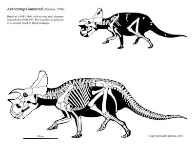 Avaceratops