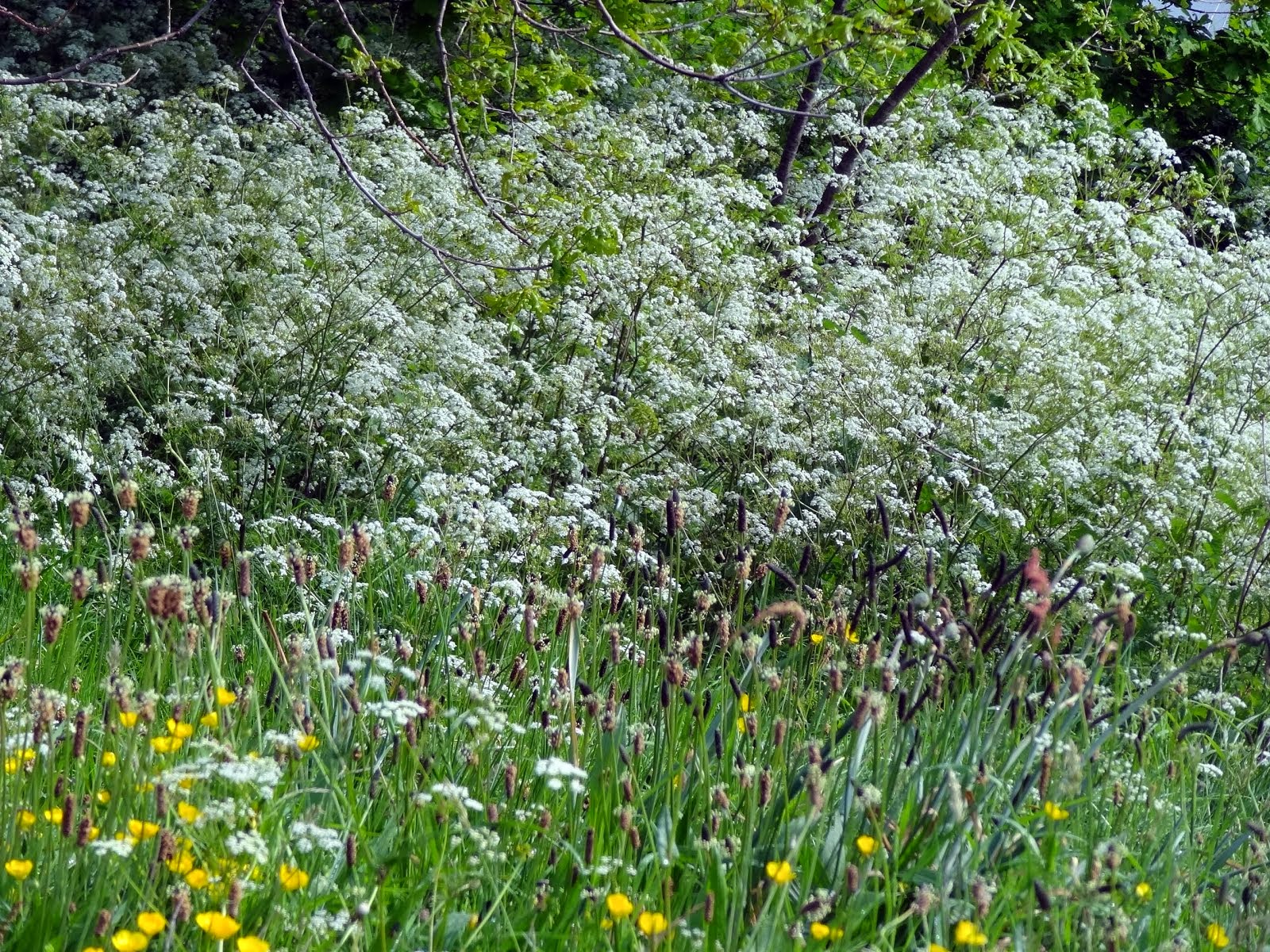 Cow Parsley