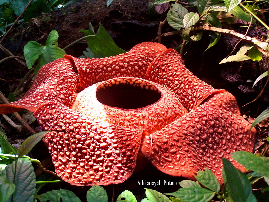 animal?champignon?fleur?plante? what is this? Martin du 16 juin trouvé par Blucat Rafflesia+Arnoldii+close+up