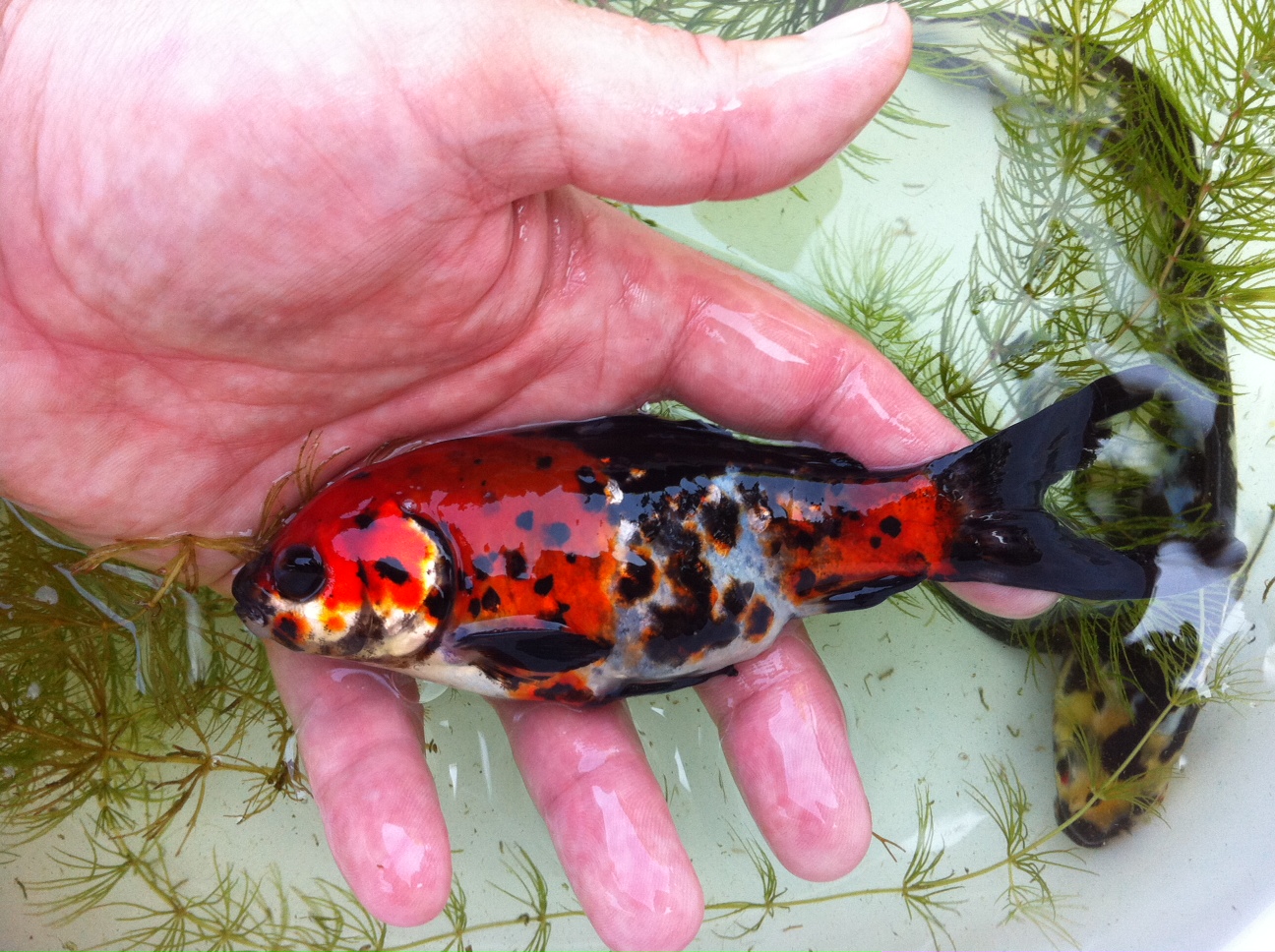 Goldfish Garage A Two Car Fishroom Midnight Shubunkin Male x Japanese