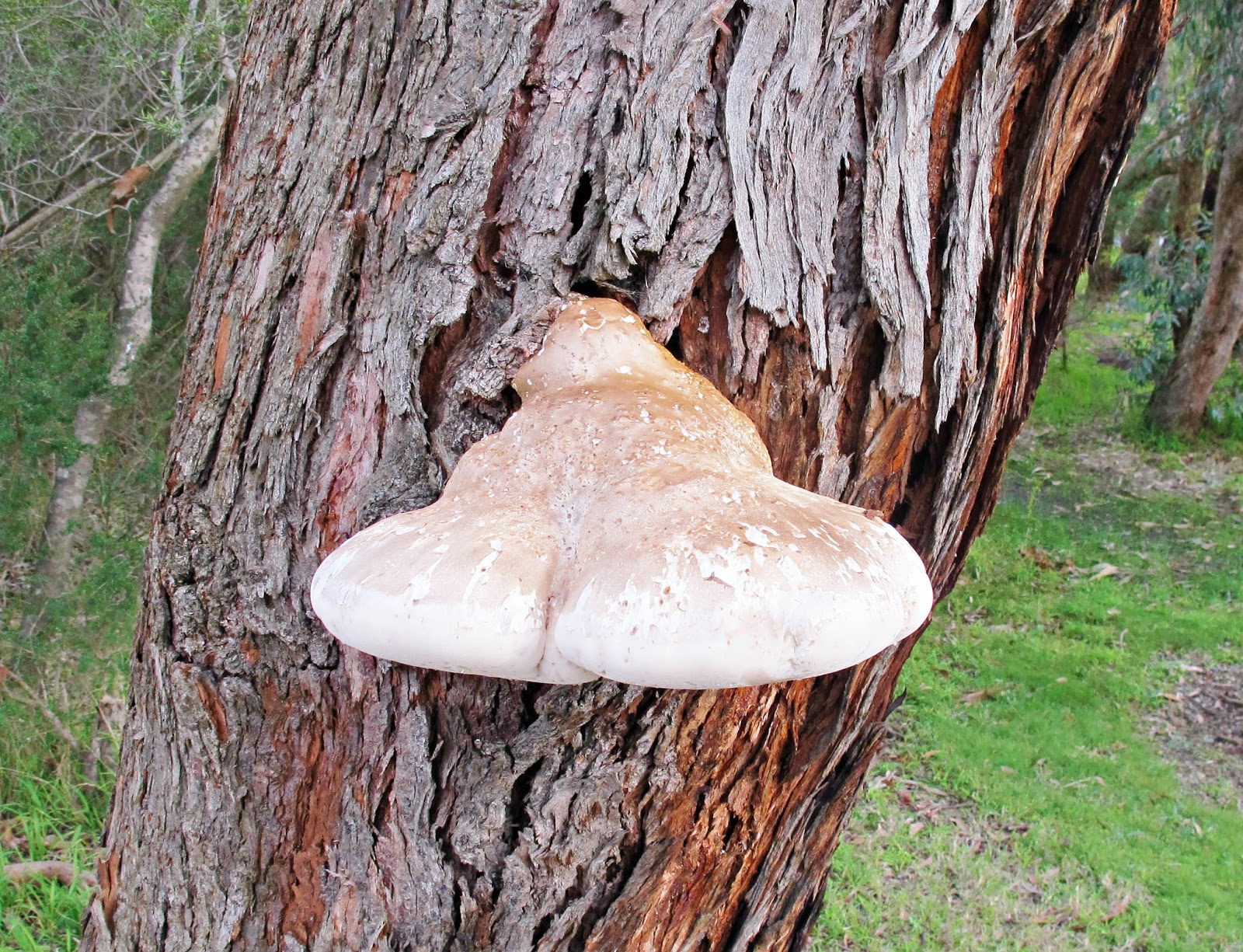 Two Cheeky Monkeys Fabulous Fungi Finds