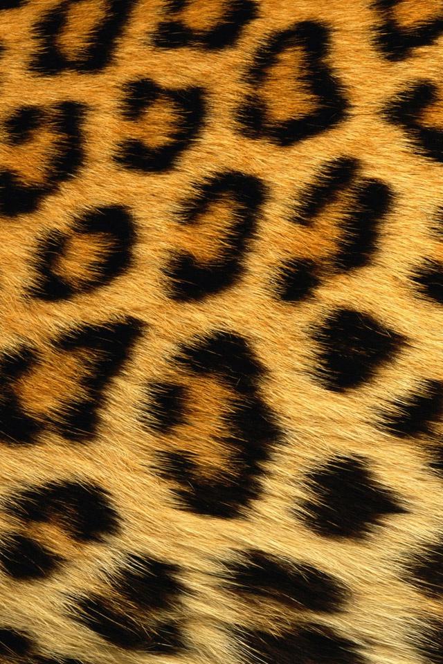 Leopard Print - iPhone 4 Wallpaper - Pocket Walls :: HD iPhone Wallpapers