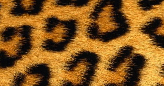 Leopard Print - iPhone 4 Wallpaper - Pocket Walls :: HD iPhone Wallpapers