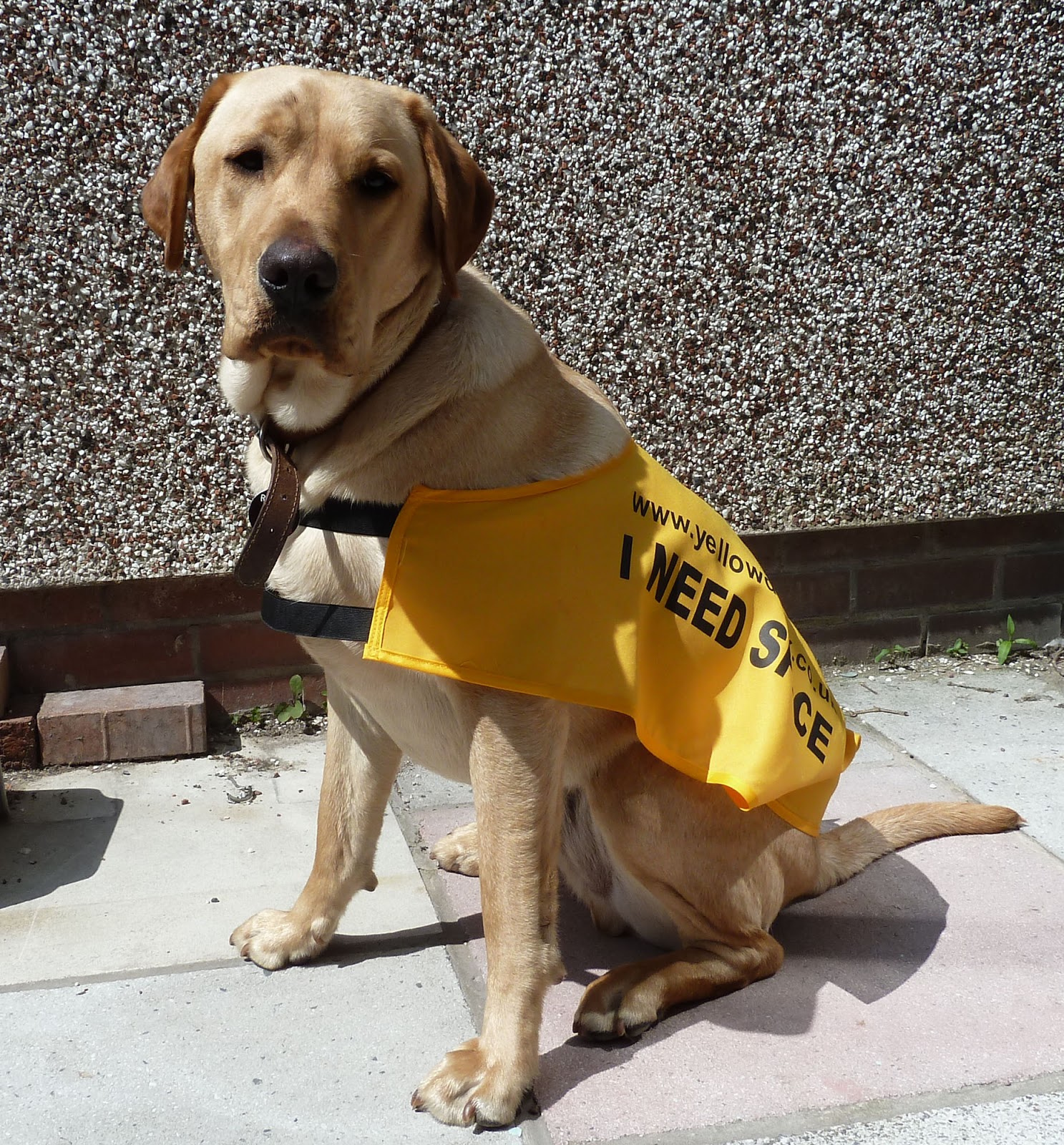 Custer's First Stand Another Day in the life of 'yellow dog'
