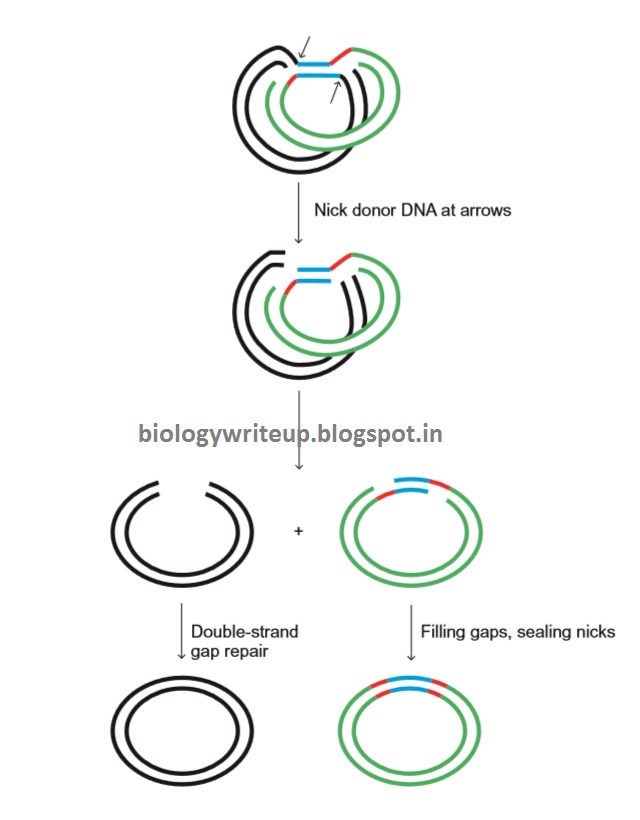 BIOLOGY WRITEUP BIOLOGY ARTICLES BACTERIAL TRANSPOSONS Discovery