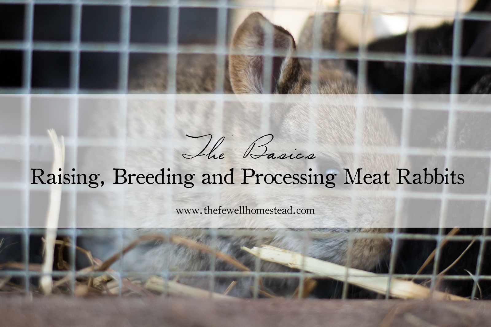 The Basics Raising, Breeding and Processing Meat Rabbits Amy K