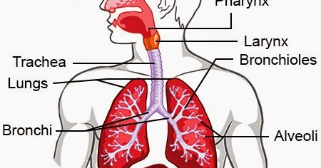 මිනිසාගේ ස්වසන පද්ධතිය............. - උසස්පෙළ ජිවවිද්‍යාව