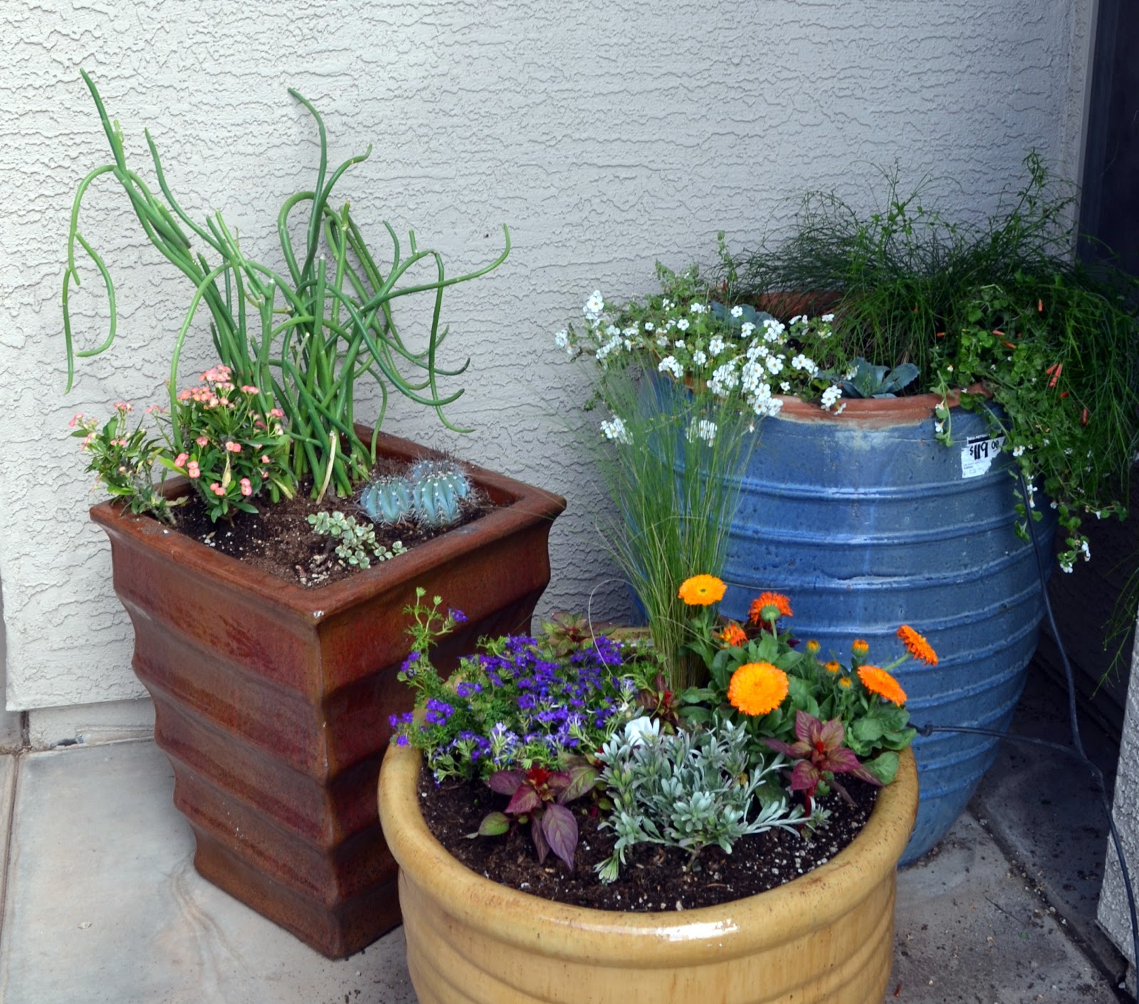 Why Adding Trash to Pots is a Good Idea Ramblings from a Desert Garden