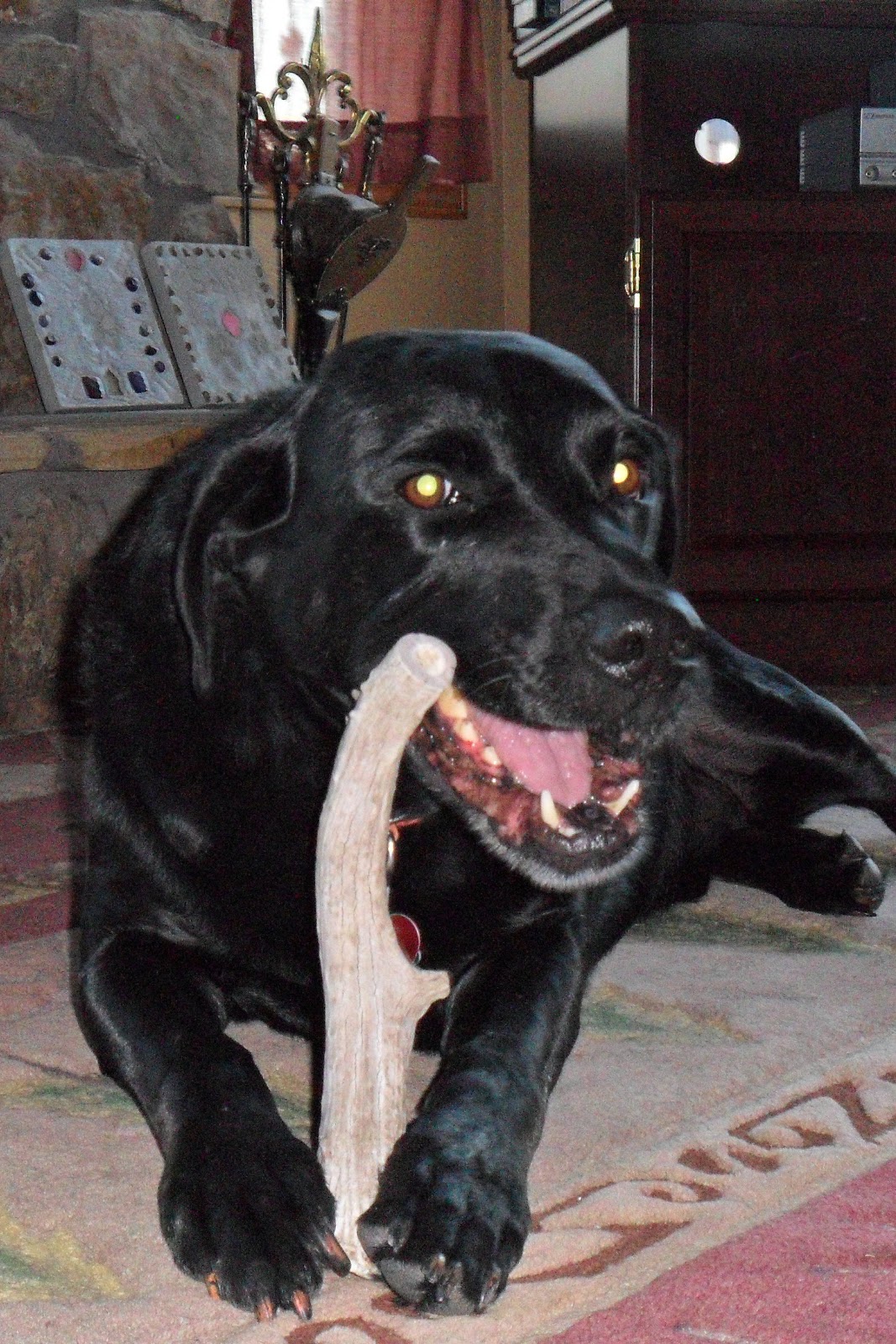 Large+dog+bone+template