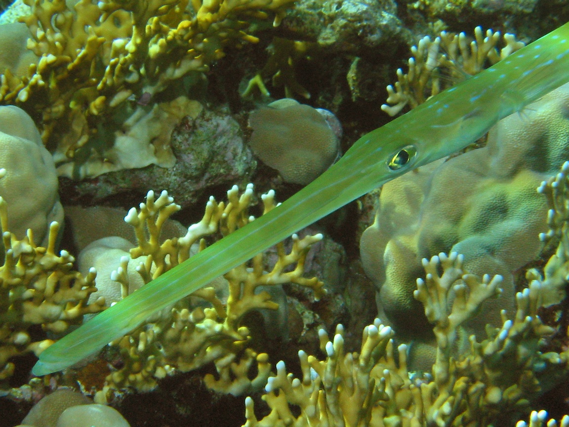 Fun Animals Wiki, Videos, Pictures, Stories