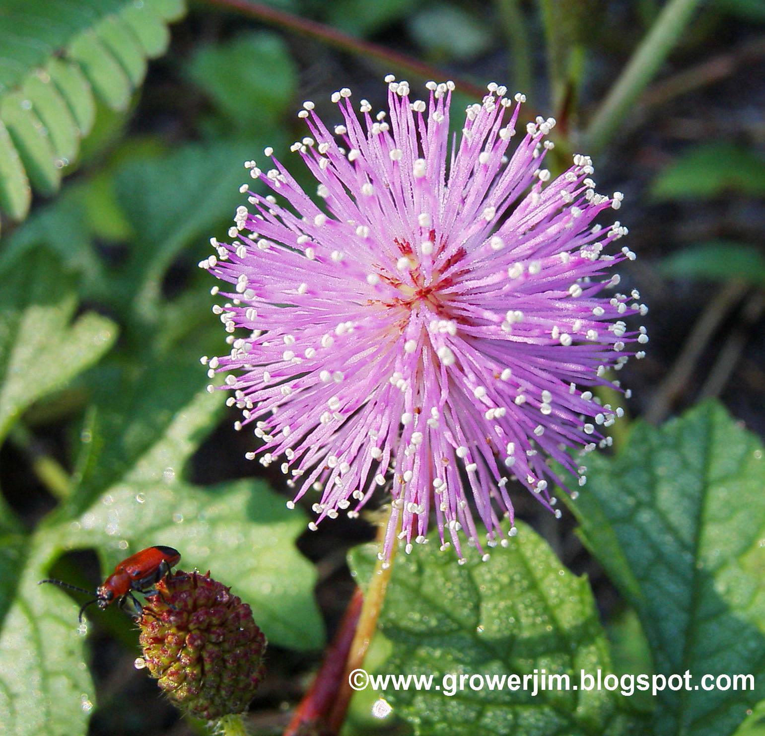 Garden Adventures Sensitive plant (Mimosa pudica)