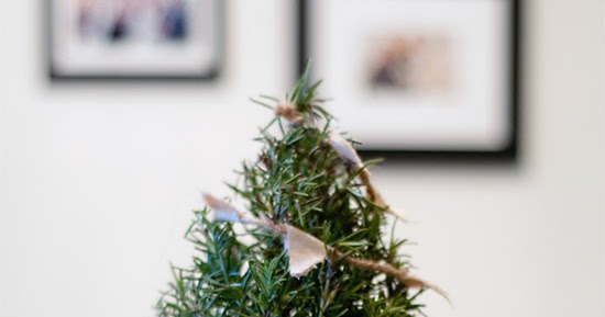 3 real mini christmas trees diys my paradissi 3 real mini christmas trees diys my paradissi