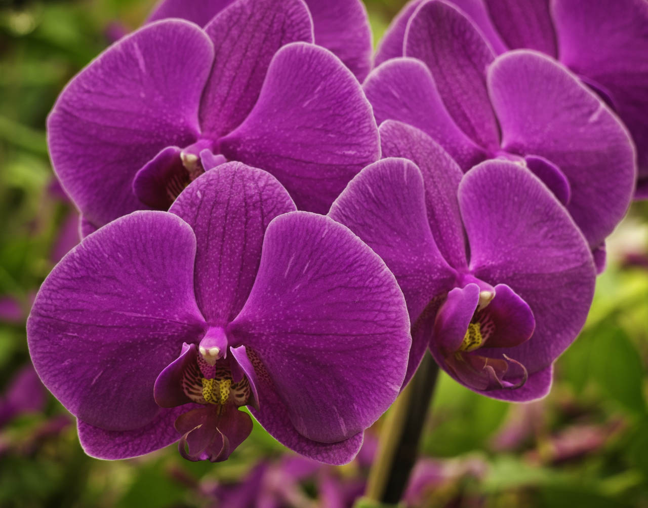 Jim Cox Photos Purple Orchids Edmonton Orchid Show