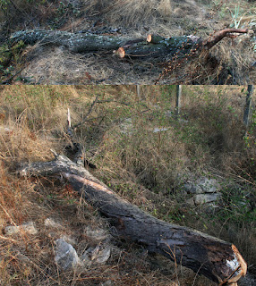 The logs that I needed to cut up The logs that I needed to cut up