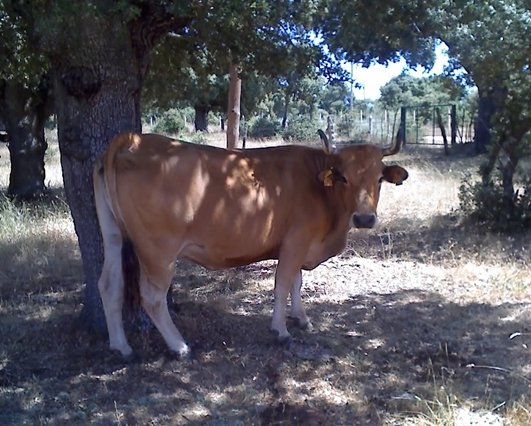 Ganadería Asturiana de los Valles