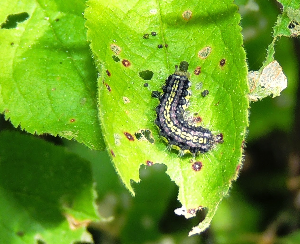 Oruga de Aglaope infausta Oruga de Aglaope infausta