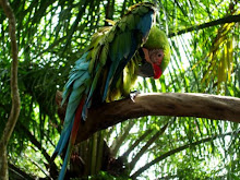 Kaka Tua at Bali Bird Park