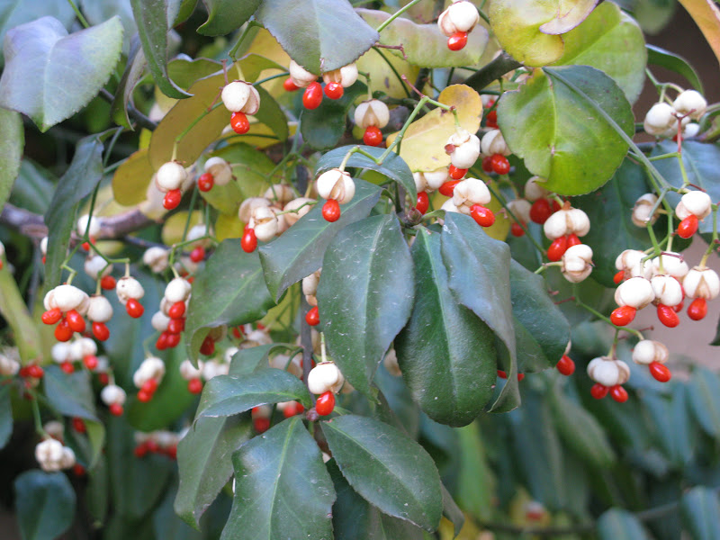 Roadrunners and Figgy Pudding: July 2012