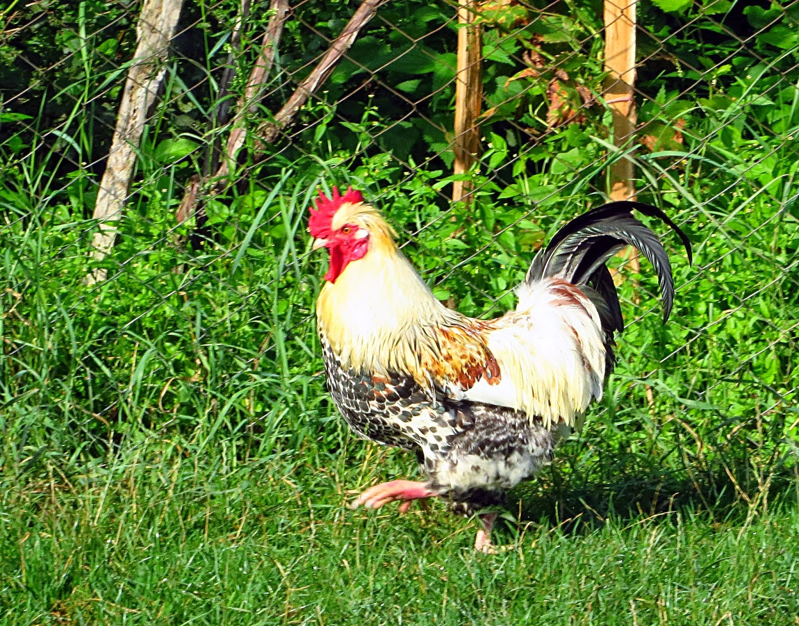 PHOTO FOR CHALLENGE 48  "Proud Rooster" - Aug 29, 2014 - OCT 13, 2014