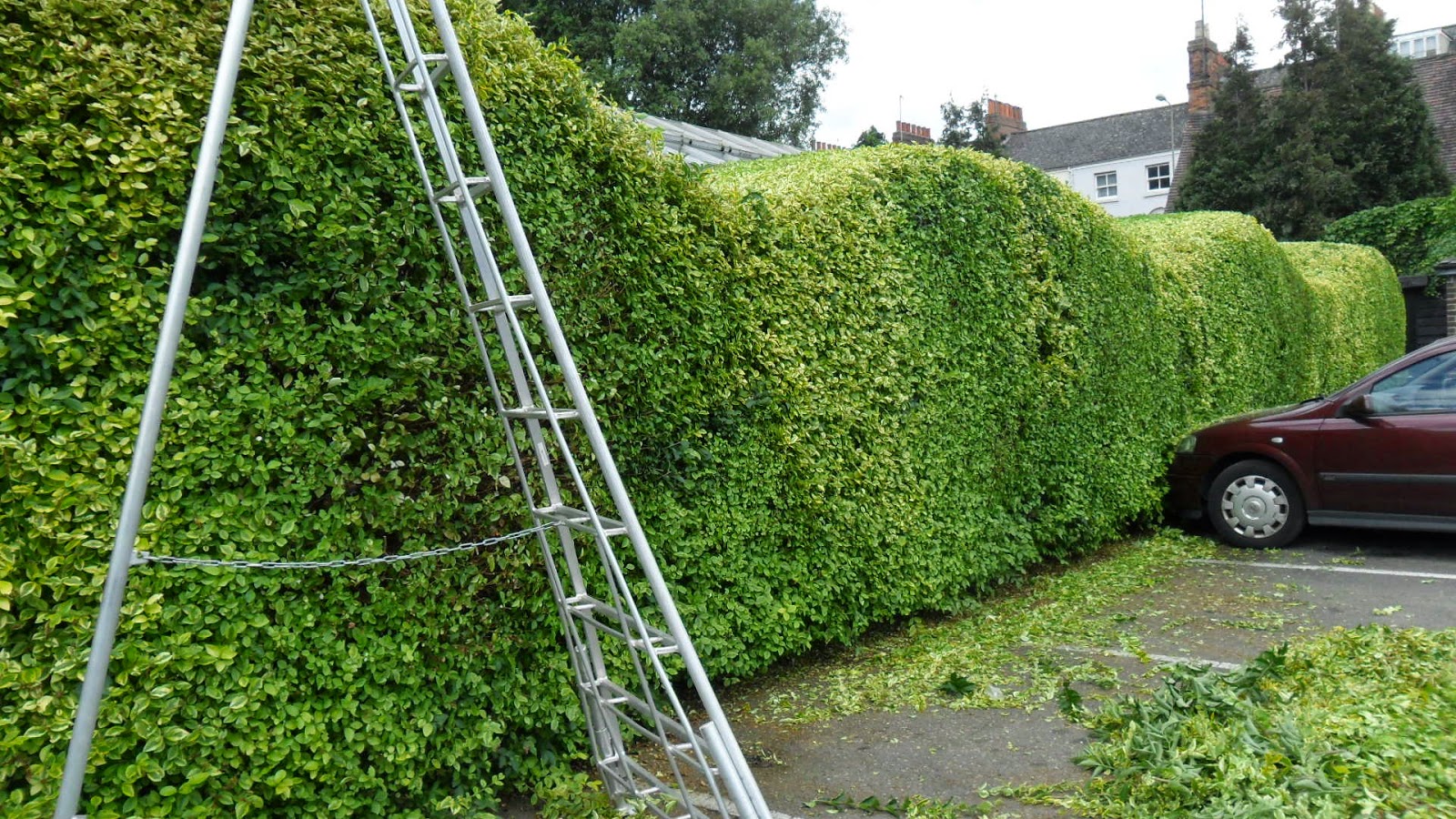 Worcester College Gardeners Bringing The Waves Back To The Privet Hedge