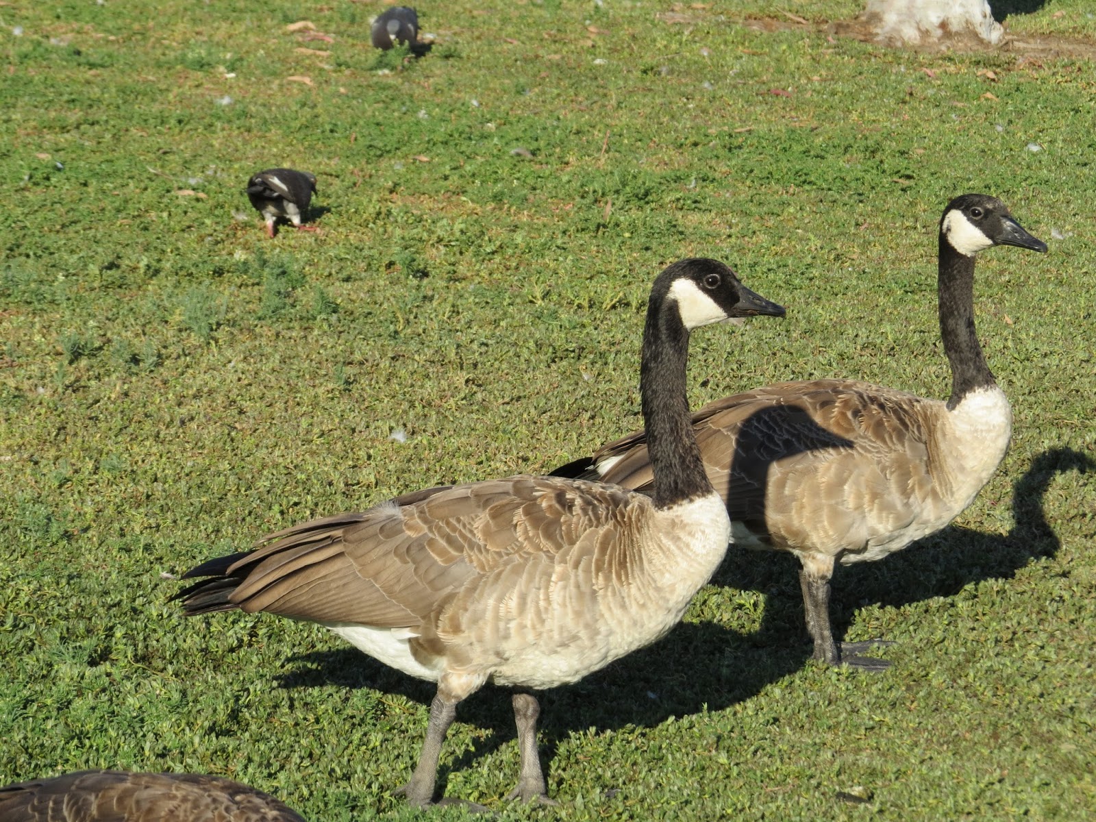 Birds of Southern California It has grown on me!