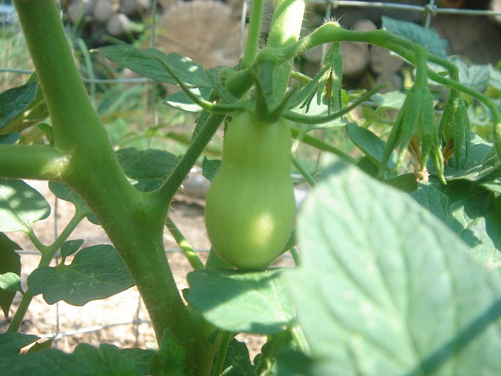 Our Neck of the Woods How To Stop Birds From Eating Your Tomatoes