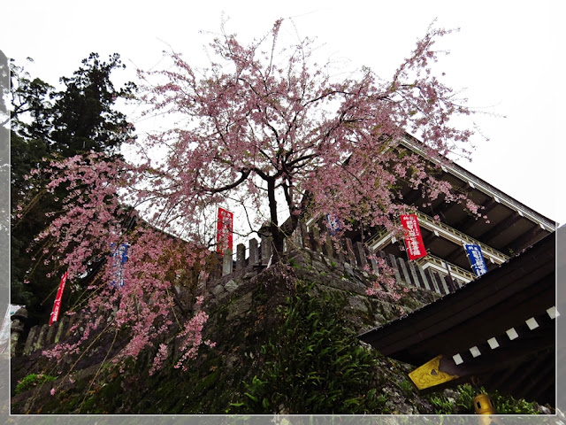 路過蜻蜓 2015年4月日本三重縣熊野古道充電之旅 第五天 上 最美麗的落櫻與最靈氣的古道 那智山