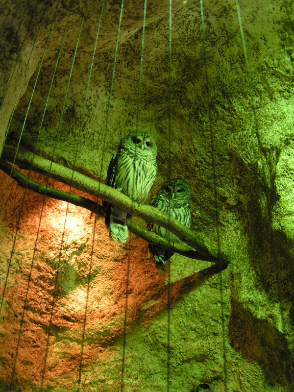 Rocks In My Sandals Dallas World Aquarium