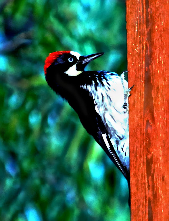 Acorn Woodpecker - Cloudcroft, New Mexico