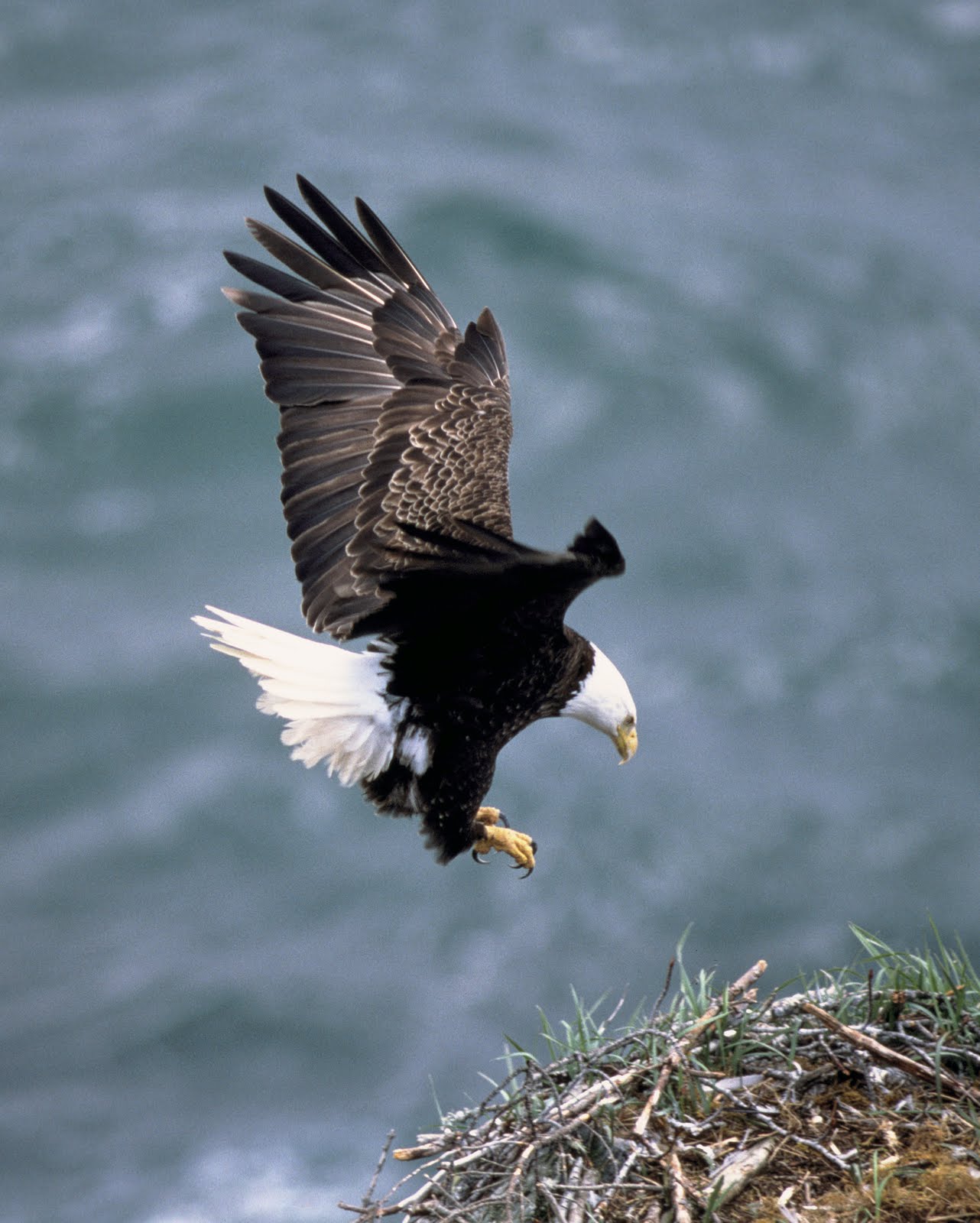 Princeton Landing News Nature Guide Bald Eagle