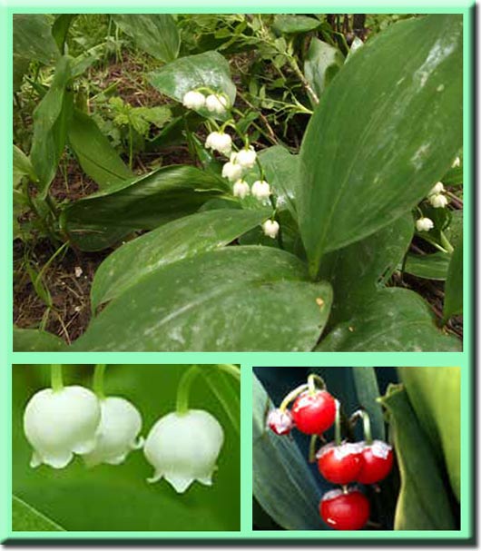 Вибратор Ландыш 6