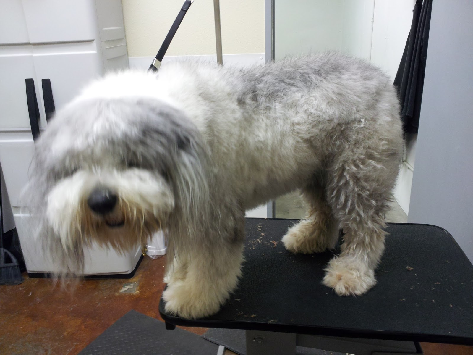 The Writing Groomer April 2013