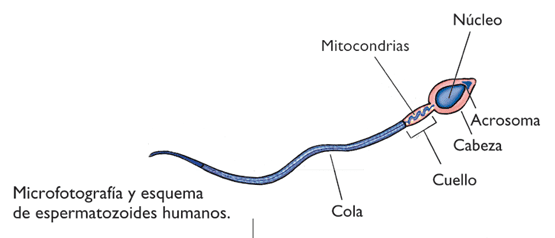 INVENTOR CELULA HUMANA inventor celula humana: