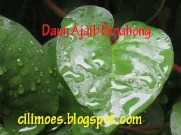 Daun Binahong Daun Binahong