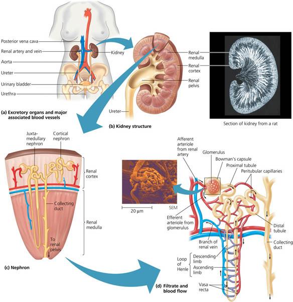 Water Conservatin Of The Kidney Diagram