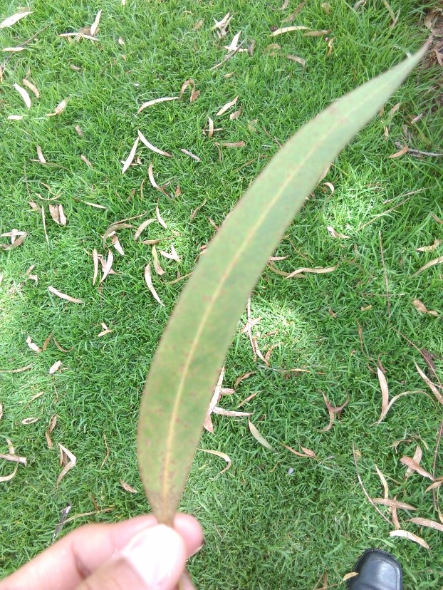 Biología 2015 Eucalipto común 2015