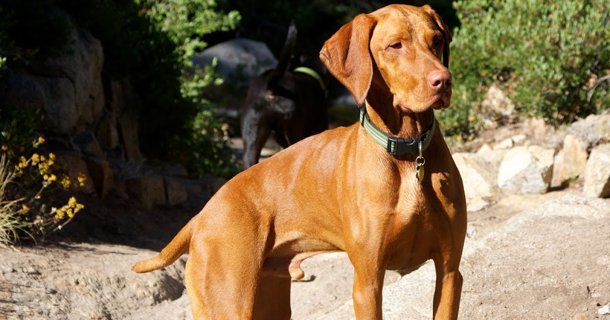 It's A Vizsla Thing Vizsla FAQs