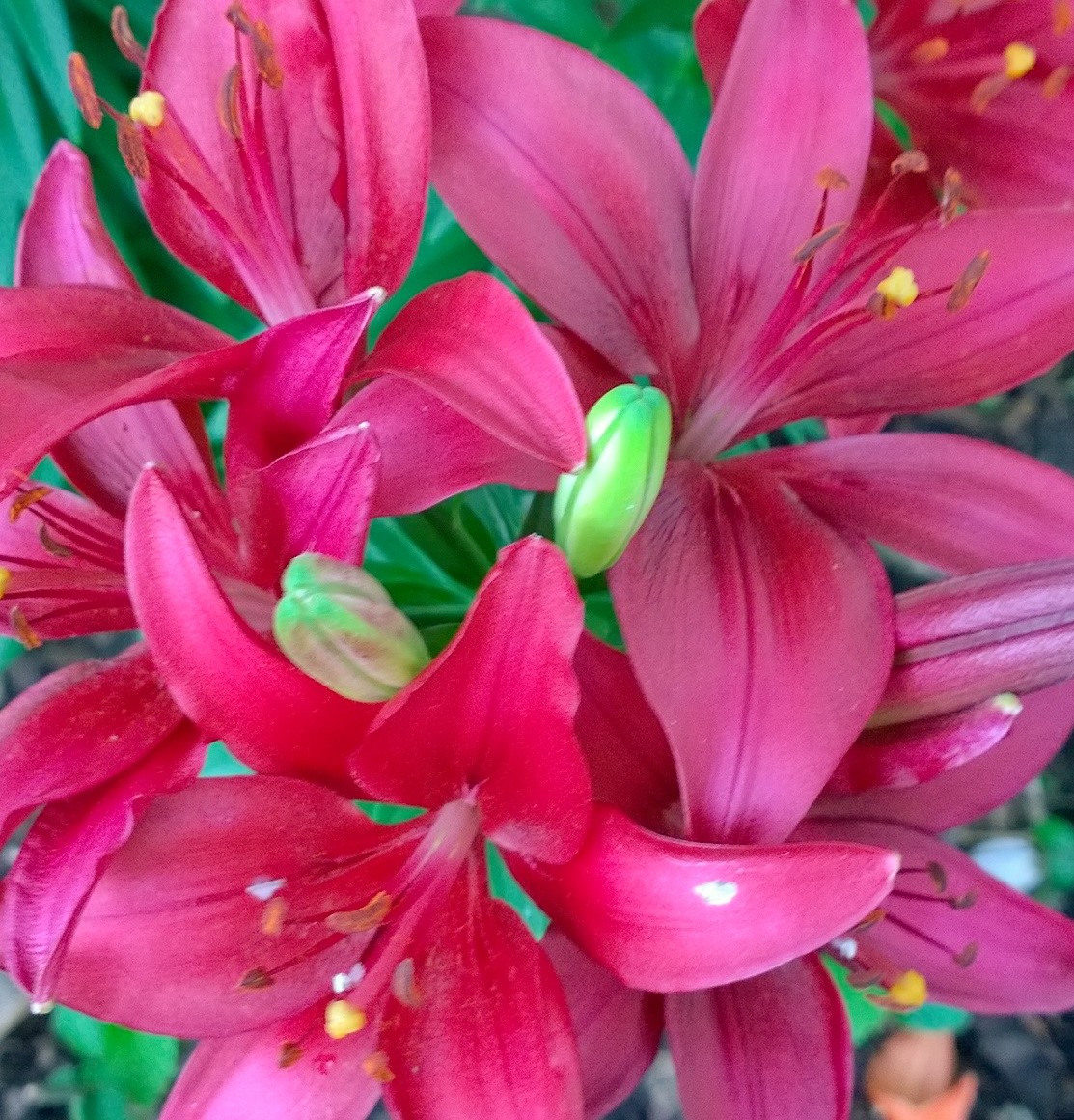 Jennifer Adams Flowers Summer Photography June 2015