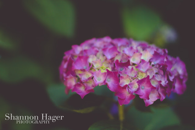 Shannon Hager Photography, Portland Oregon, Hydrangeas