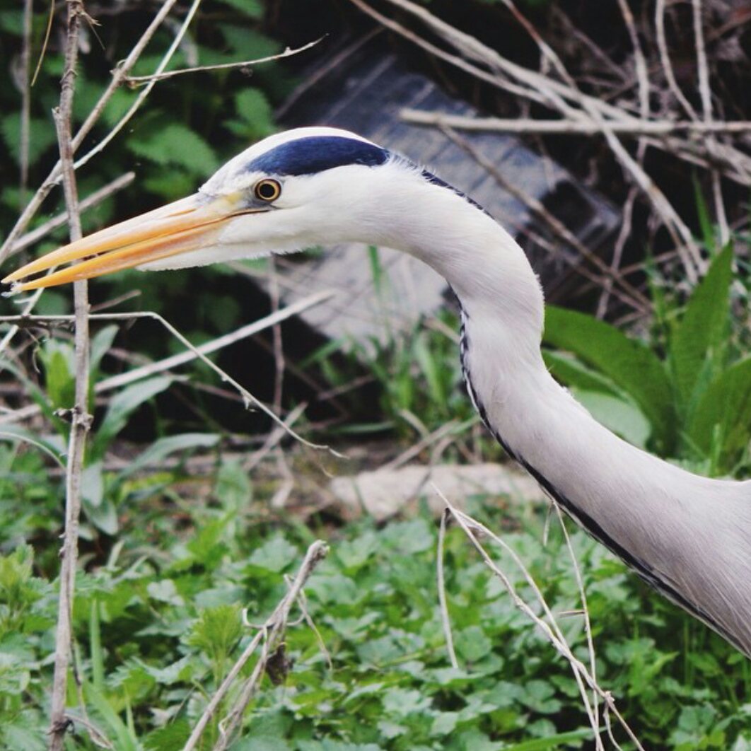 Grey heron